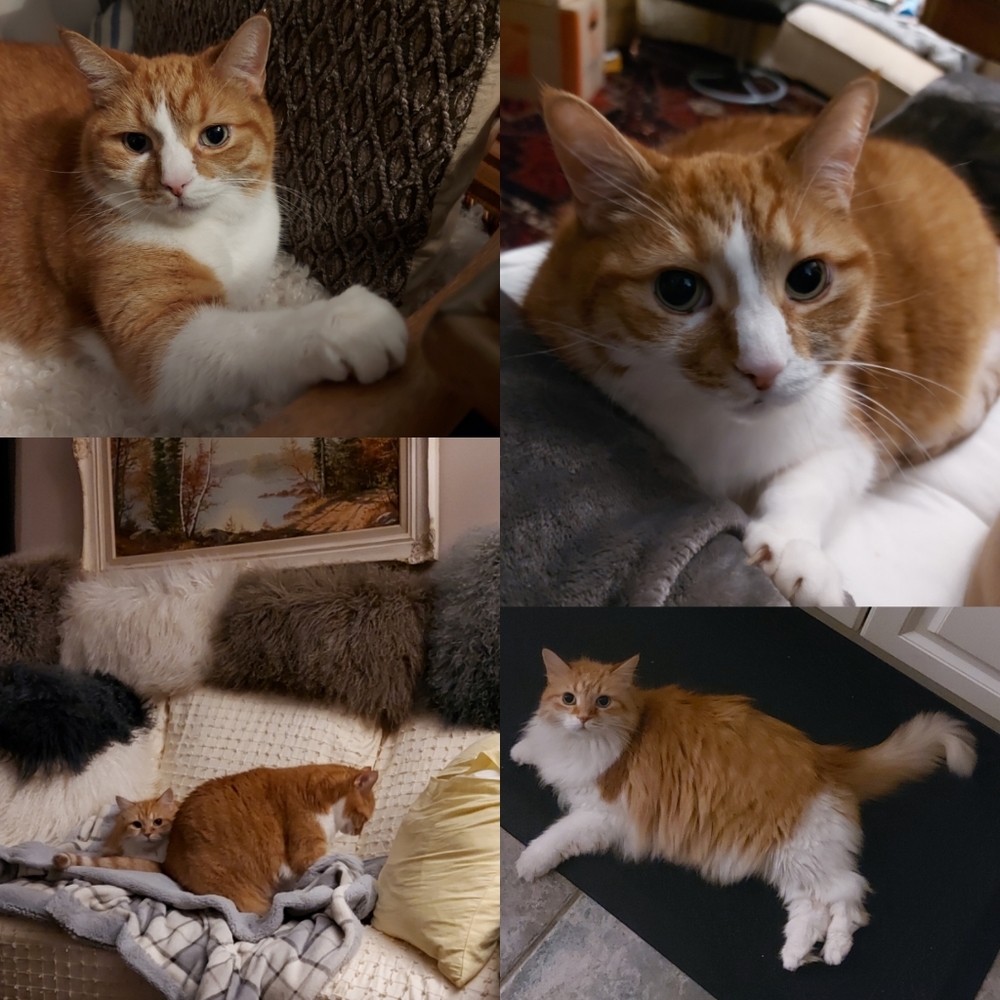 My Cats 𓃠🧡🧡𓃠